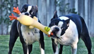 dogs with rubber chicken