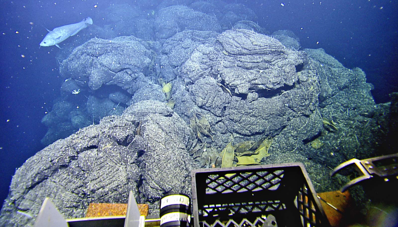 egg cases near hydrothermal vent