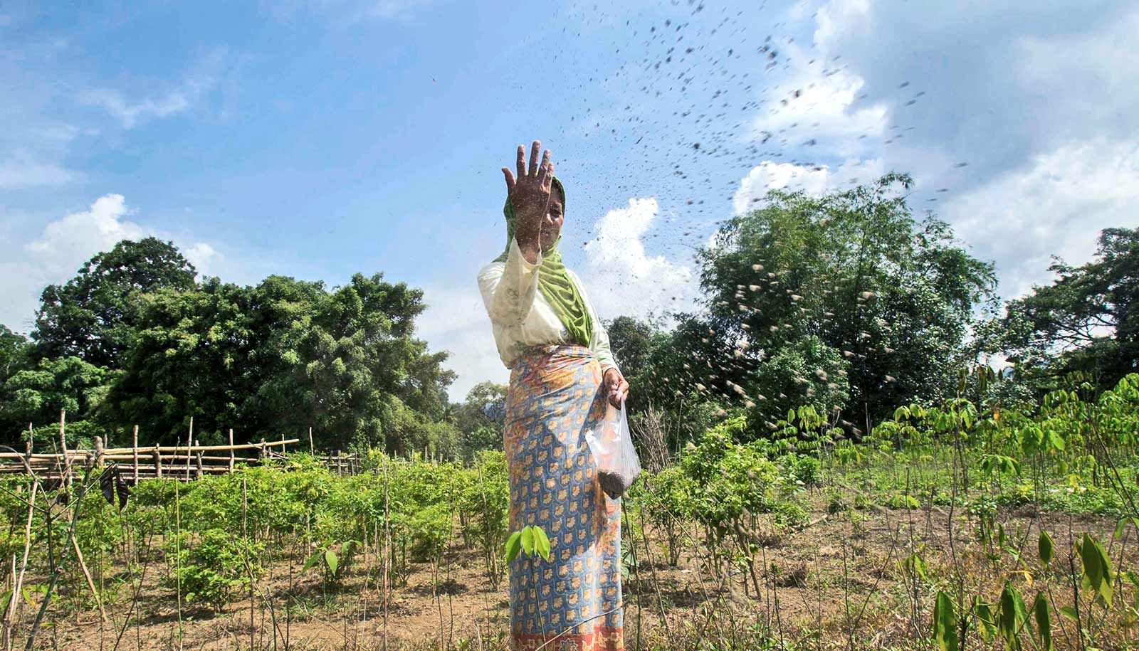 'Agroforestry' may be new weapon in climate change fight - Futurity