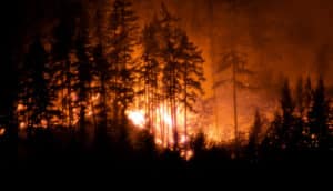 forest wildfire (wildfires concept)