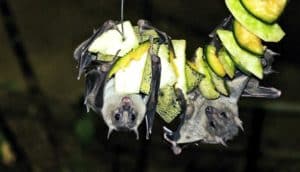 fruit bats