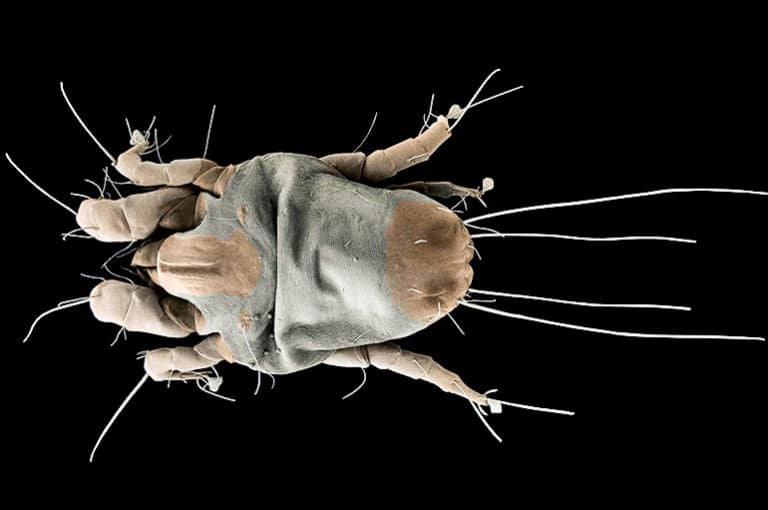 Dust Mites Defend Their Genome In A Unique Way Futurity