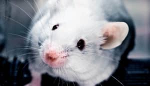 lab mouse (west nile concept)