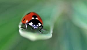 ladybug on leaf
