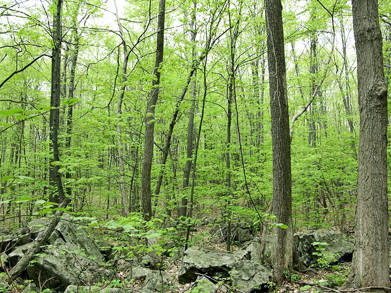 maple forest