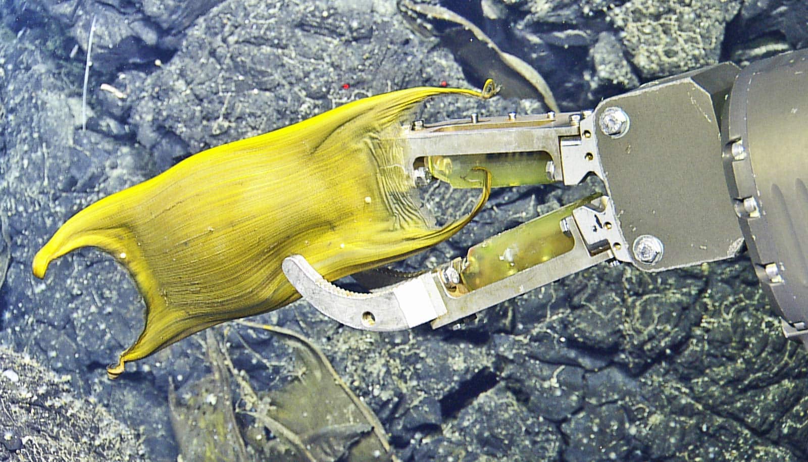 ROV arm holds skate egg case