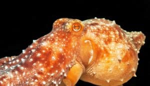 orange octopus with papillae raised
