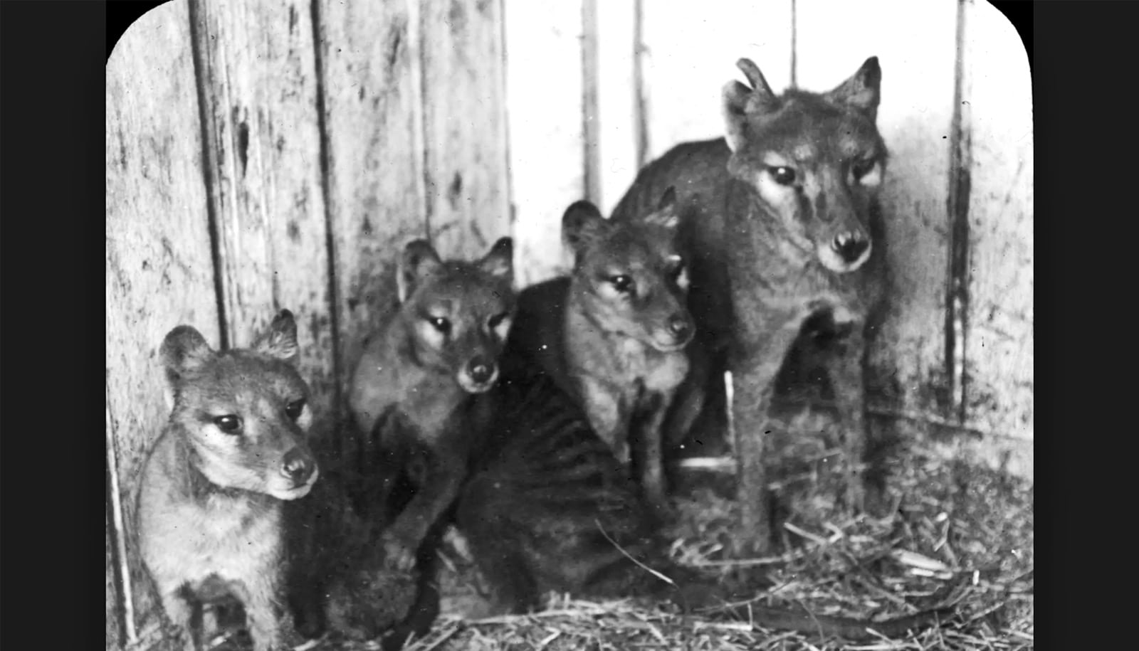 A Thylacine with three cubs at Beaumaris Zoo in Hobart, 1909.