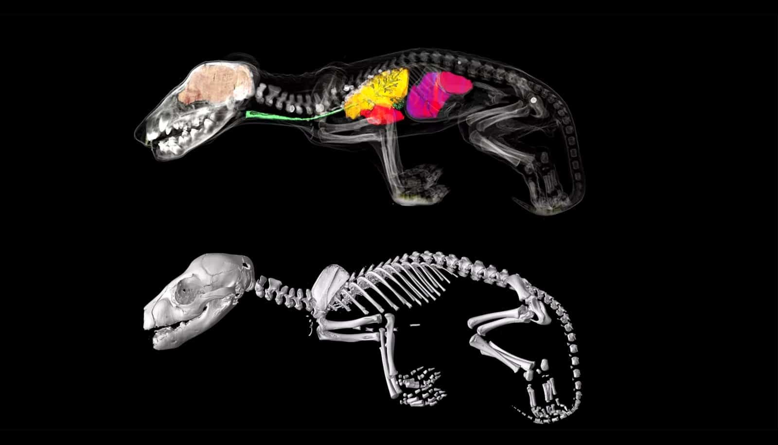 internal structure of Tasmanian tiger joeys