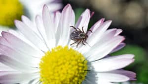 tick on a flower (chronic Lyme disease concept)