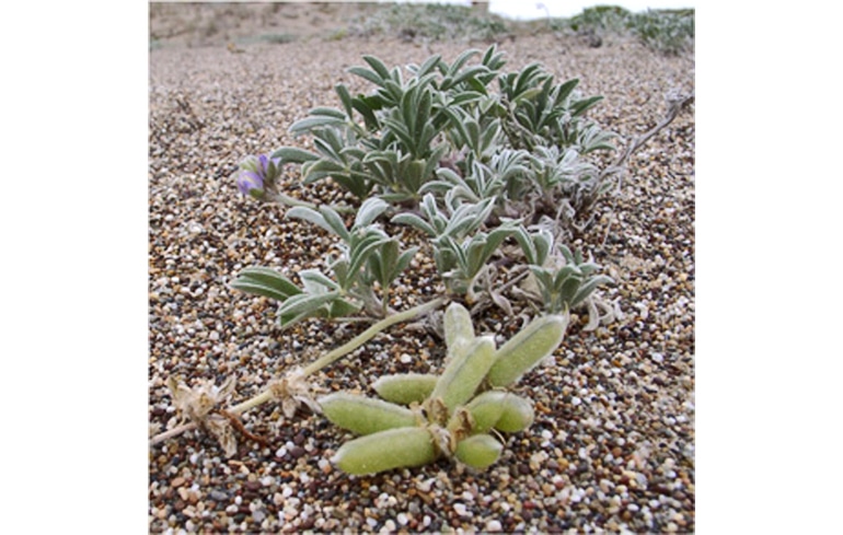 Tidestrom's lupine