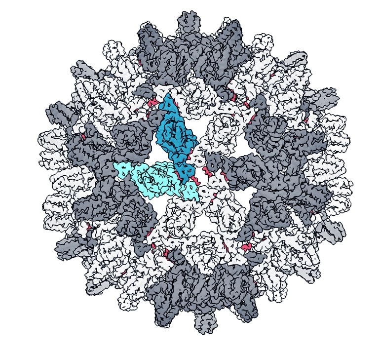 virus capsid (viruses)