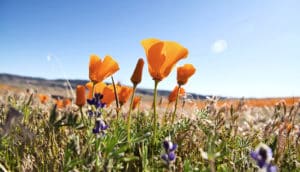 California poppies (seed bank + wildflowers concept)