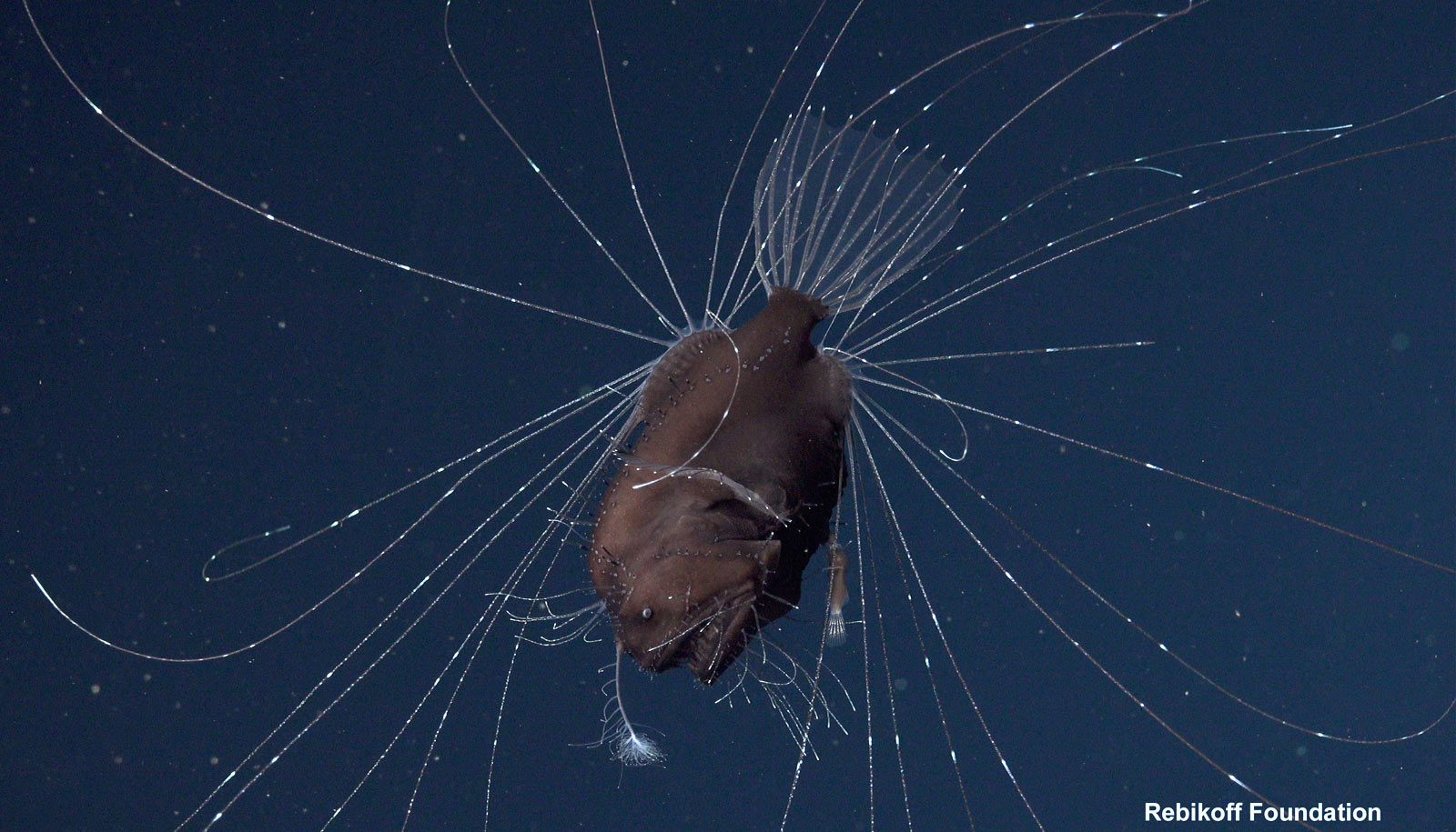 male fanfish seadevil attached to female