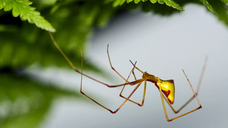 Gold Molokai spider