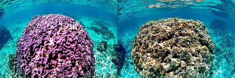 Hawaiian coral comparison