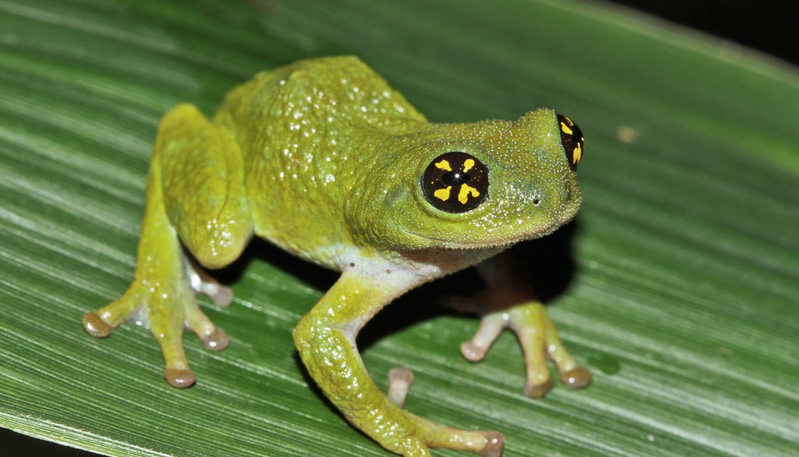These frog dads guard their eggs from 'cannibals' Futurity