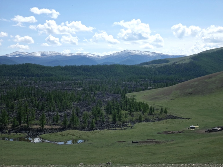 Siberian pine forest (droughts in Mongolia)