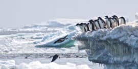 Adélie penguins jump off iceberg