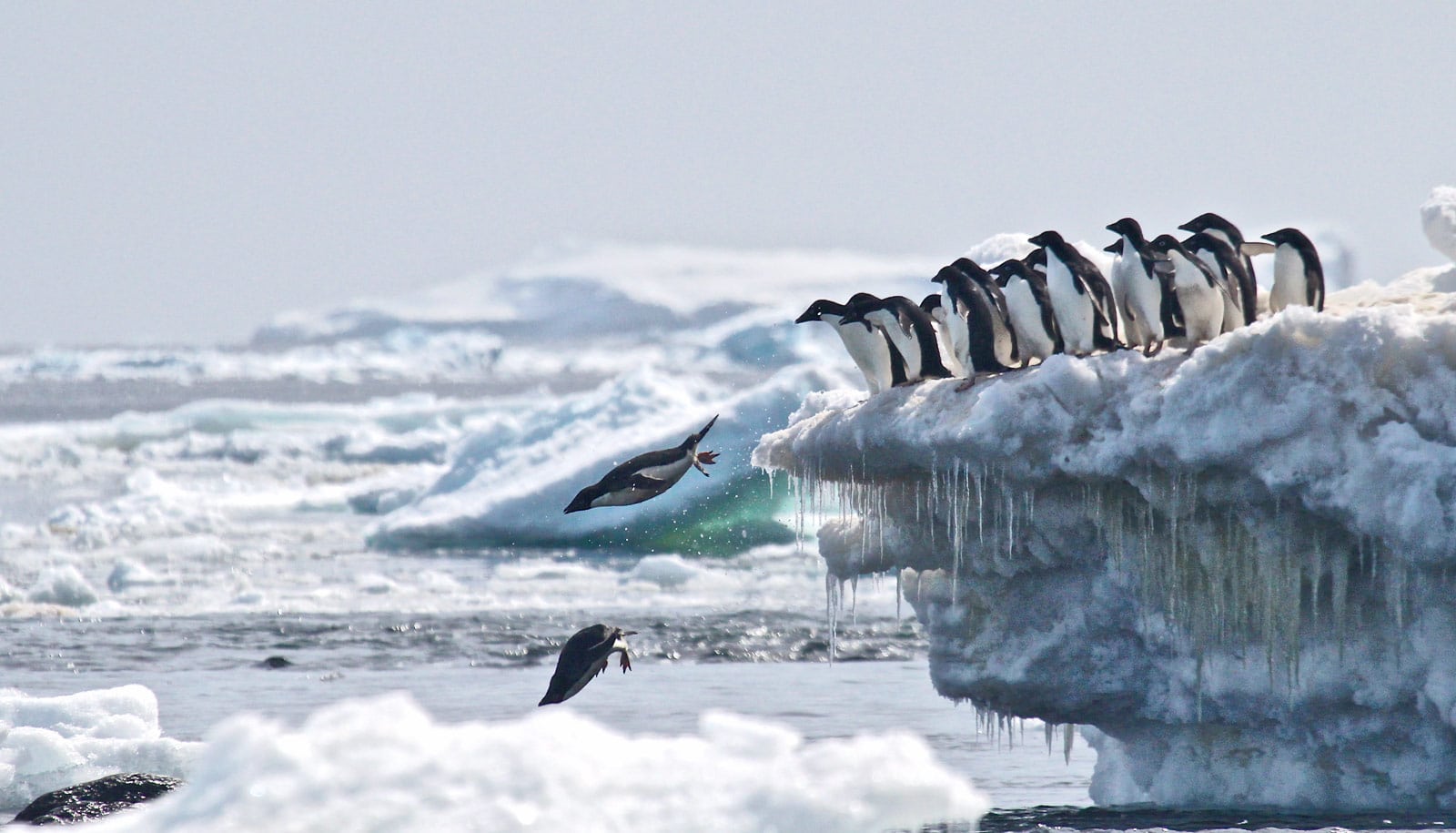 Adélie penguins jump off iceberg