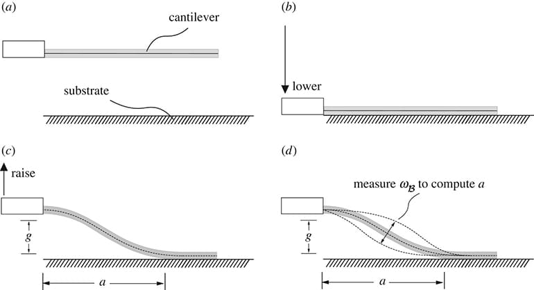 adhesion graphic