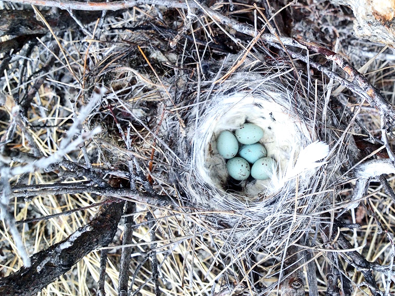 bird eggs in nest