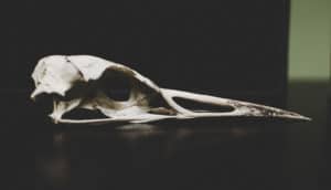 bird skull