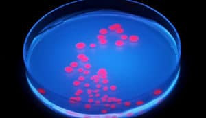 Blue petri dish with pink E. Coli (bacteria concept)