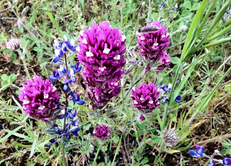 miniature lupine and denseflower Indian paintbrush flowers