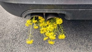 flowers in car exhaust (cutting emissions concept)
