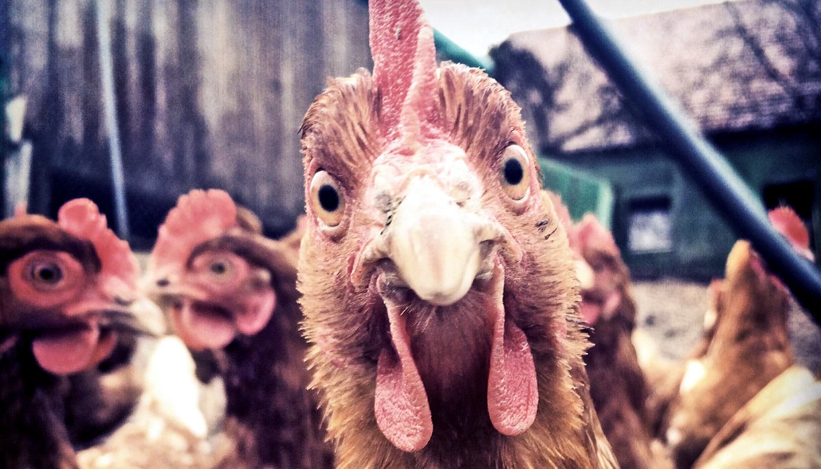 Lax laws miss health concerns around backyard chickens Futurity