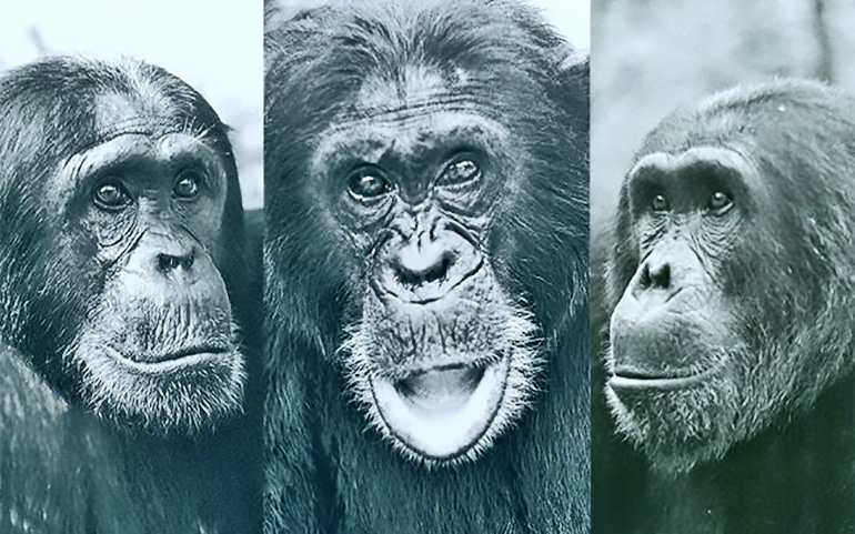 chimp headshots 