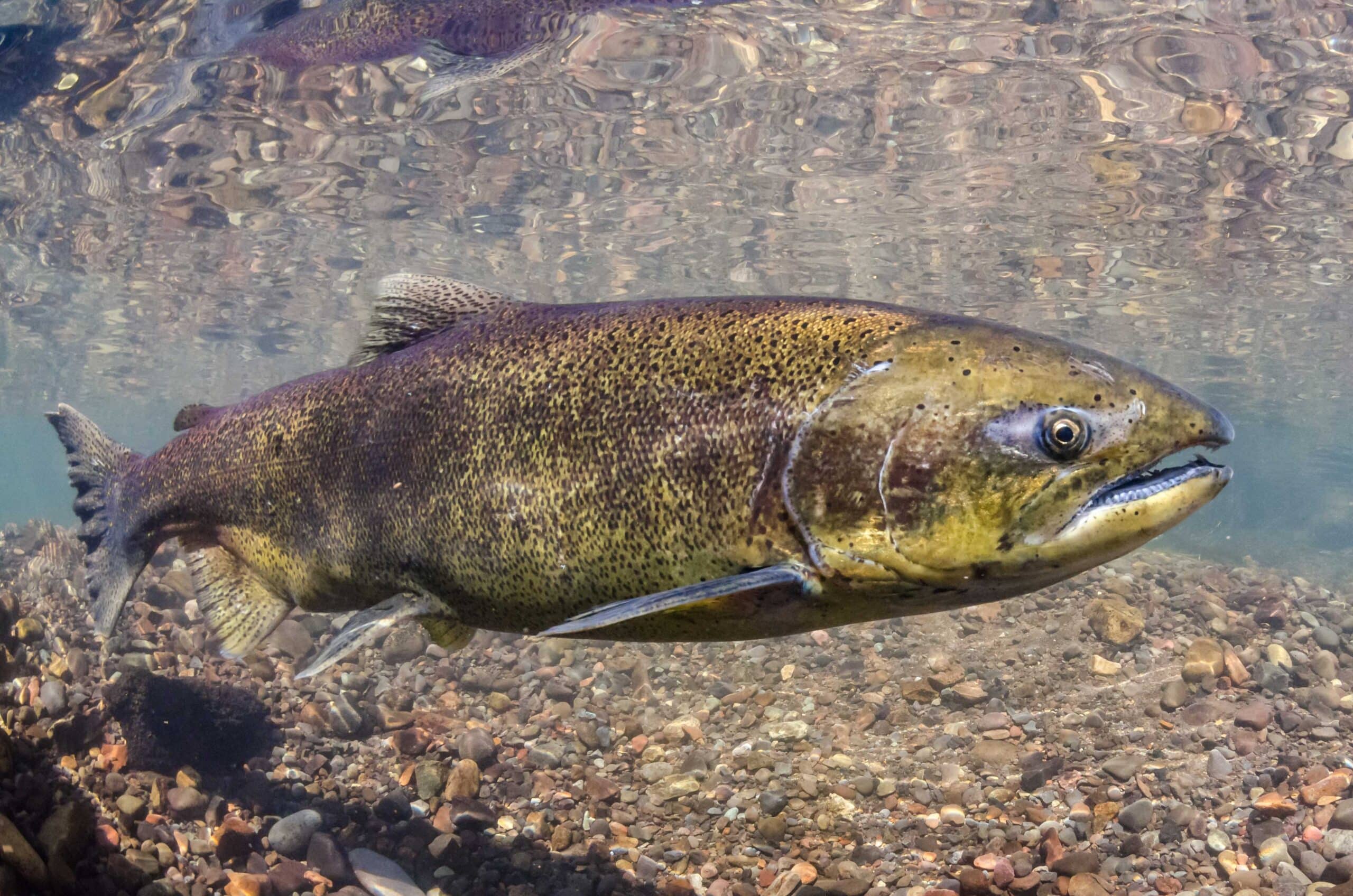 Chinook food