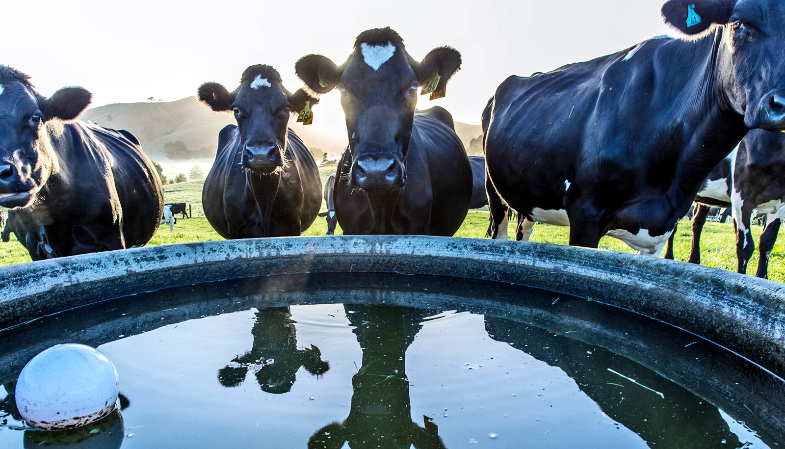 Cows pick up E. coli from farm water troughs