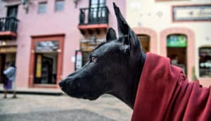 Mexican hairless dog -- Maya dogs