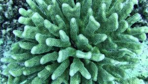 hawaii coral (coral reefs concept)