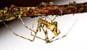 Mottled Molokai spider (spiders concept)