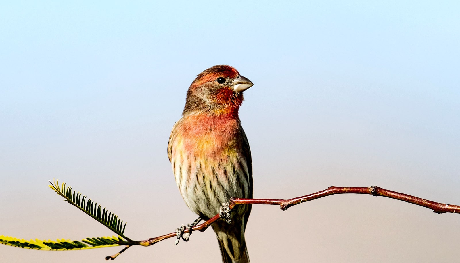 What finches with pink eye teach us about disease - Futurity