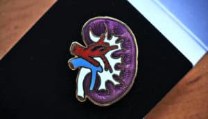 kidney pin (kidney transplants concept)