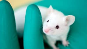 lab mouse in hand (mice resisting multiple sclerosis concept)