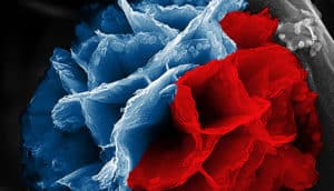 nanoflower in red and blue