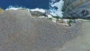 Quadcopter aerial image of penguin colony