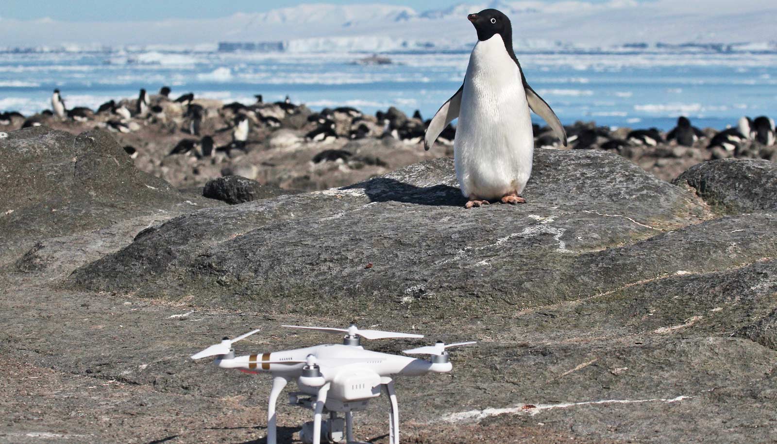 drone and Adélie penguin