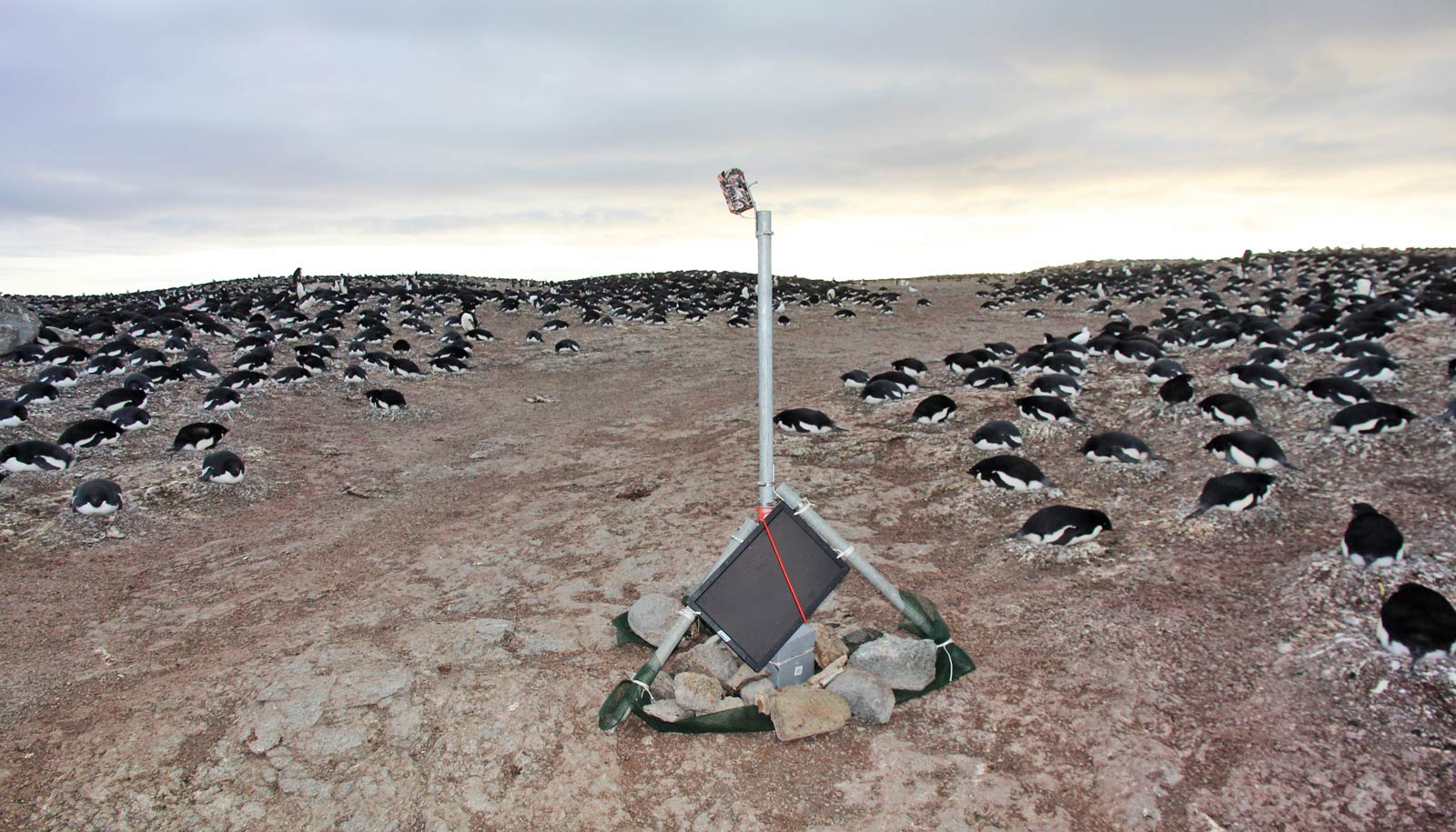 time-lapse camera and penguins