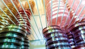 petri dishes in fridge - testing drug I-BET-762