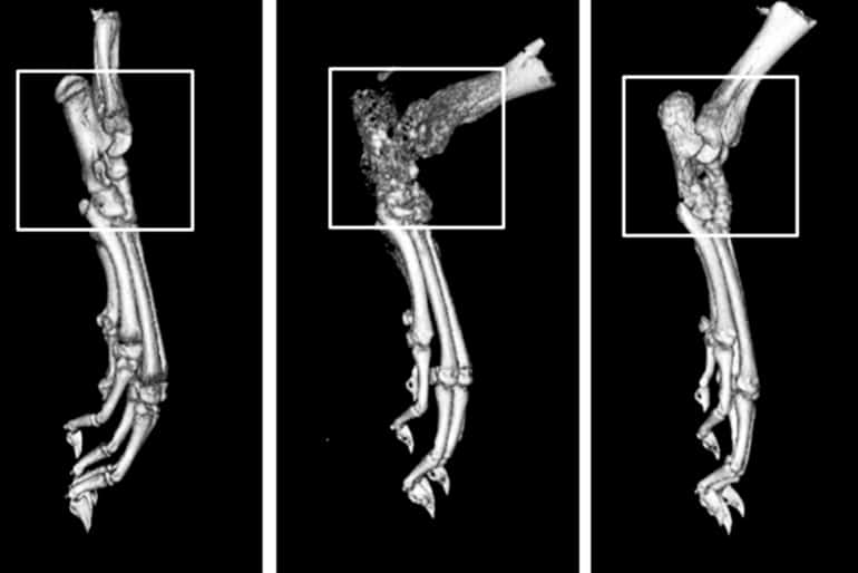 rat paw CT scans