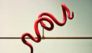 red roundworm model