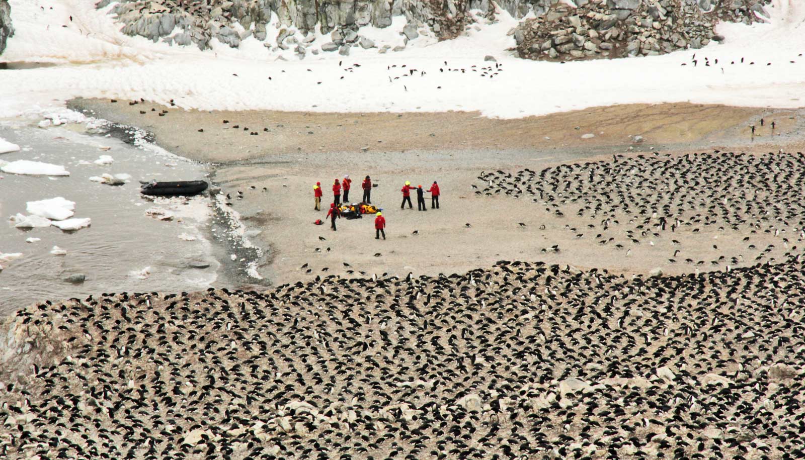 penguins and researchers