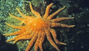 orange sunflower sea star