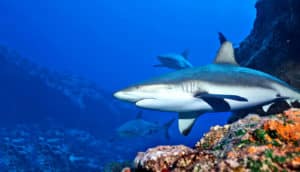 shark near coral reef